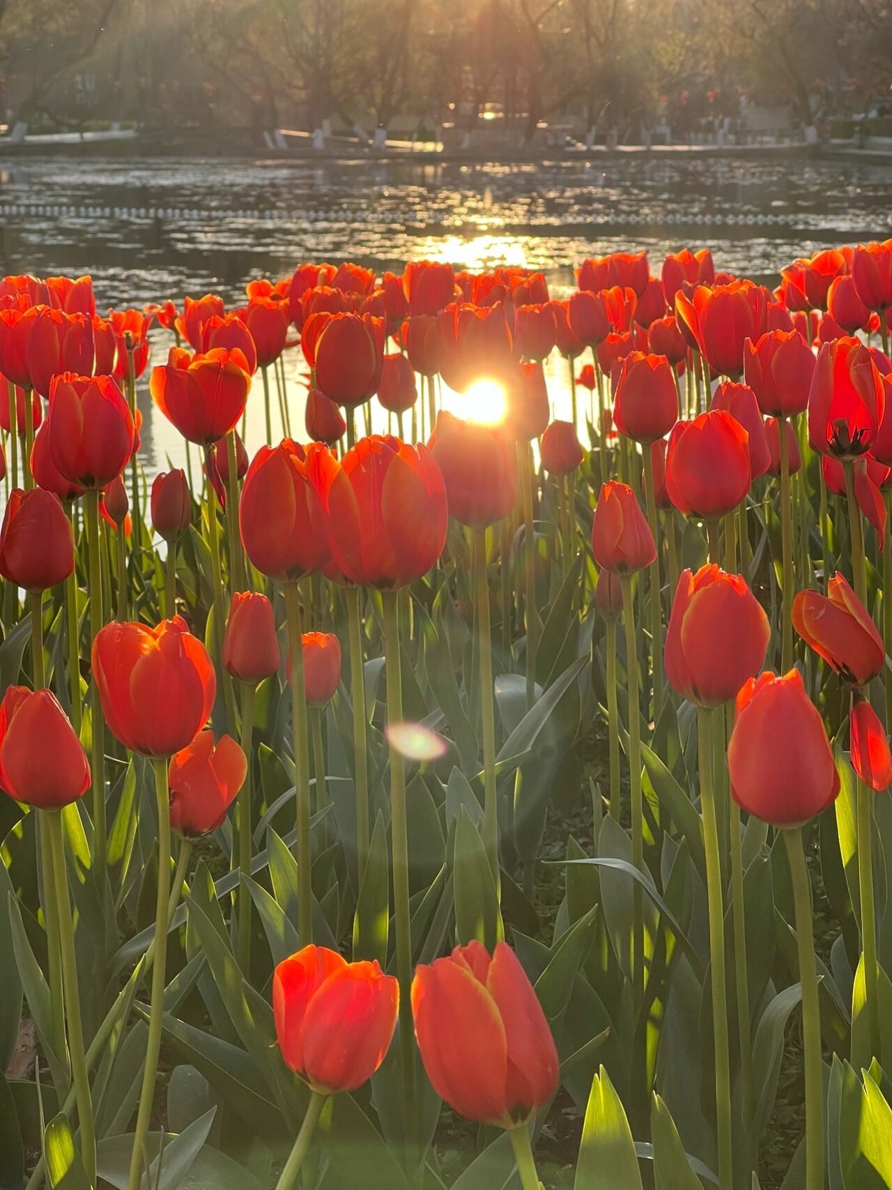 昆明|春城无处不飞花