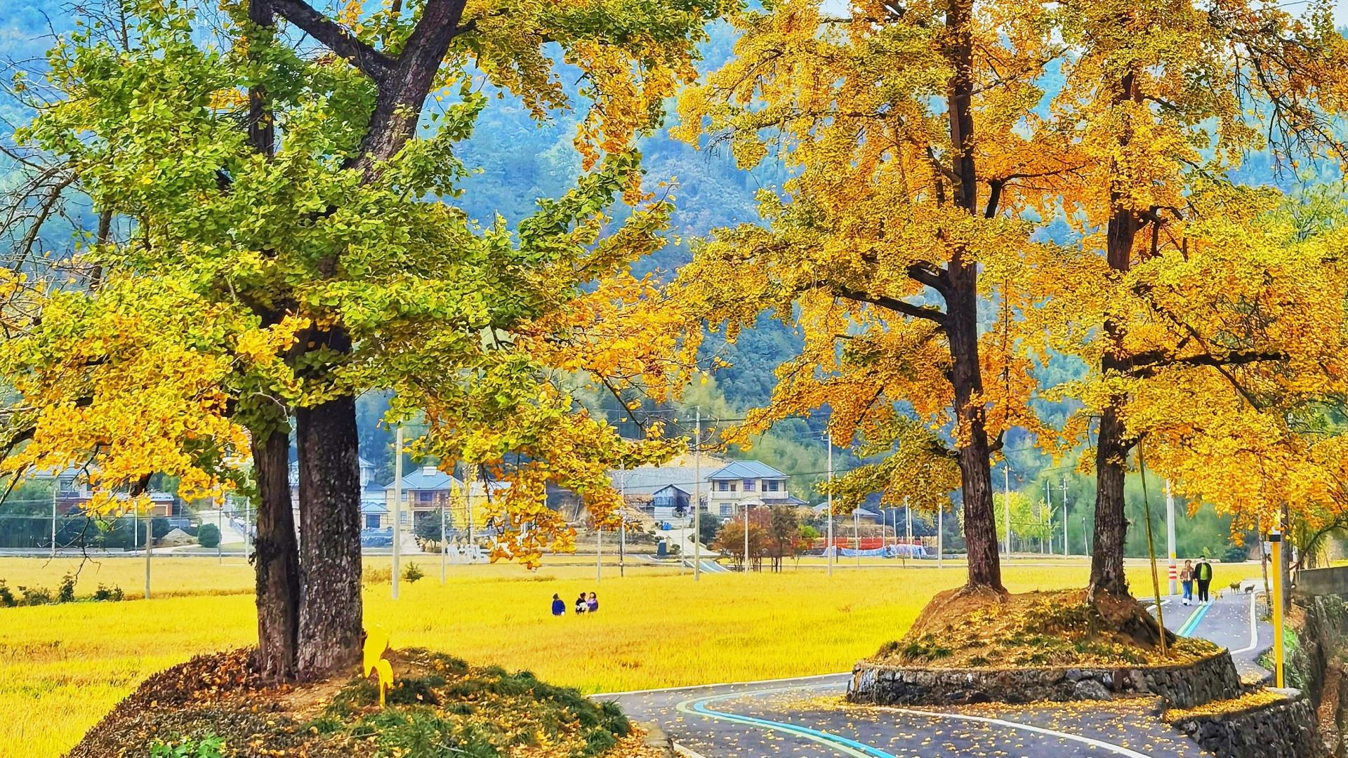 浙江省|十里银杏林成为网红打卡地，这个古村被称为浙江银杏之乡，太美了