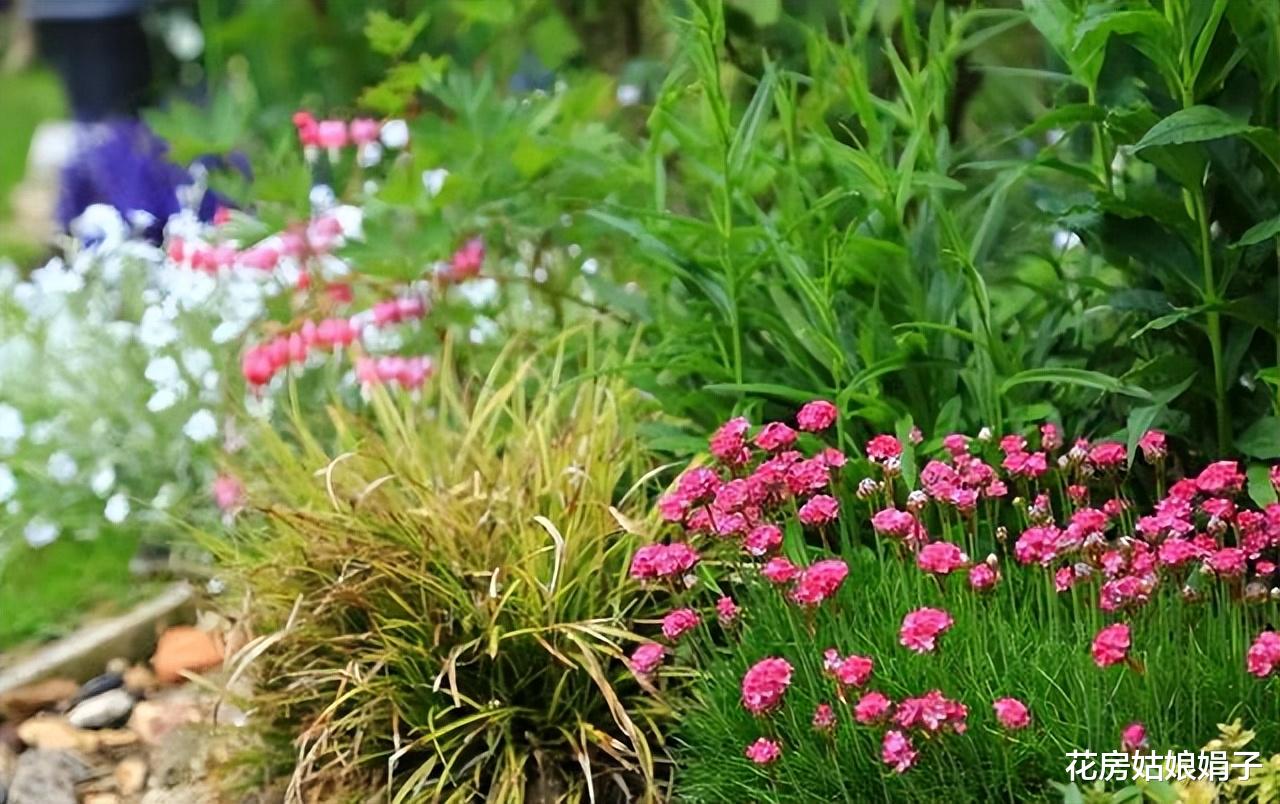 撂荒的1000㎡院子重建，一半养花，一半种菜，享受宁静的田园生活