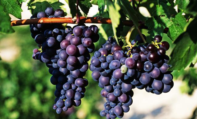 穴位|此物是天然安眠药，睡前泡水喝，可能助你提升睡眠质量、远离失眠