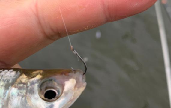 饵料|钓鱼还有公式吗？还真有，这5个公式很多钓鱼人一直都在用！