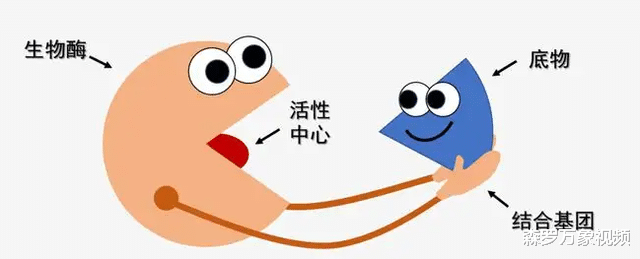 37℃不再是人类的平均体温,人类的体温正在逐渐下降?这有什么影响?