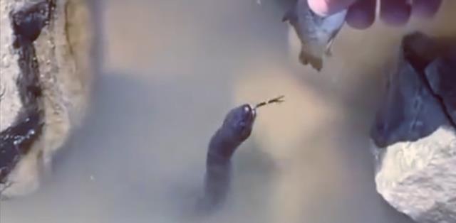|钓鱼人玩出新花样！在水边和蛇玩了起来，隔着屏幕都觉得心惊胆战