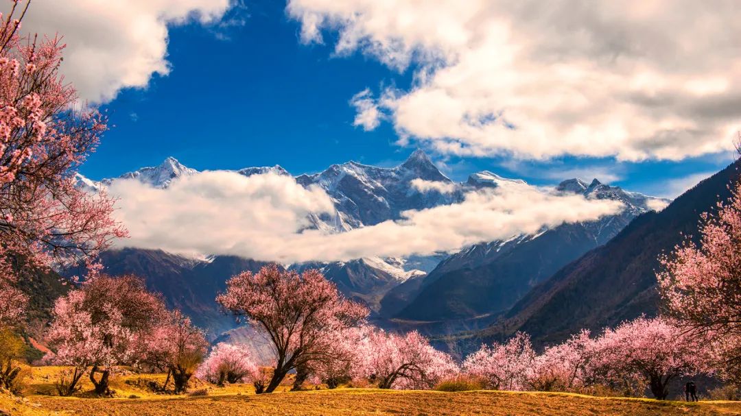 溧阳|西藏的春天叫林芝。
