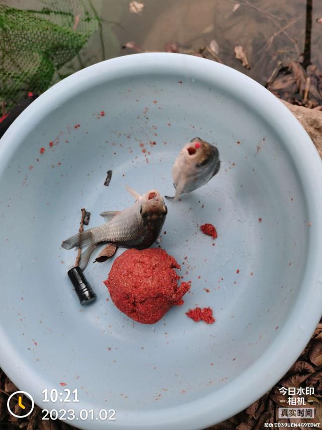 饵料|2023年第一钓,酣畅淋漓!