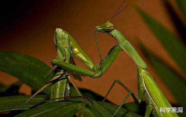 恐怖！交配后就要被吃掉，雄性螳螂为何舍命赴约？