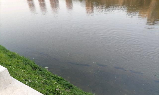 深圳市|深圳：废弃停车场积水后变“鱼塘”，钓鱼人：里面有几十斤的大鱼