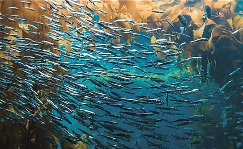 西藏|我国有一处湖泊，据说里面有8亿公斤的鱼，为何没人捕捞？