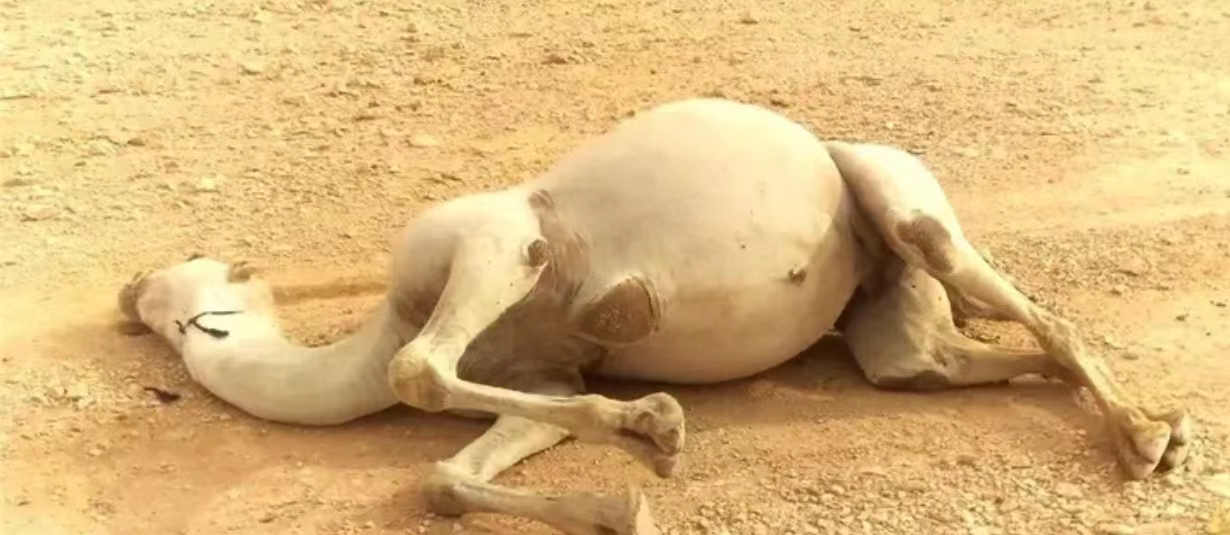 贝尔·格里尔斯|为什么人不能碰在沙漠中渴死的骆驼？