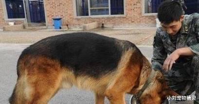 德国牧羊犬的5大缺点，网友：就算想养也不敢养啊！