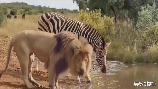 斑马和雄狮一起喝水，难道狮子不捕猎水源附近的动物？