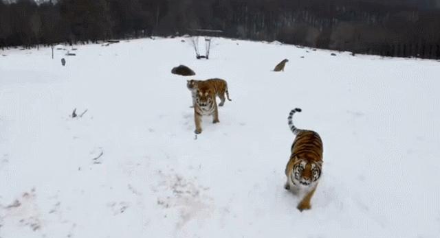 没有柔情的铁汉：老虎领地意识那么强，怎么进行繁殖与交配？