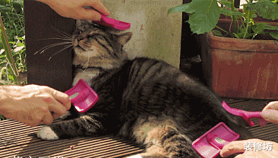 室内有“飞尘、毛絮”?老保洁支个招,毛絮自动消失,干净又卫生