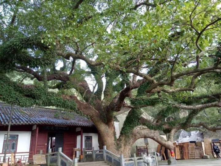曾经的“地球独子”普陀鹅耳枥,稀有到全球仅一棵,曾上天宫一号育种,如今遍地开花