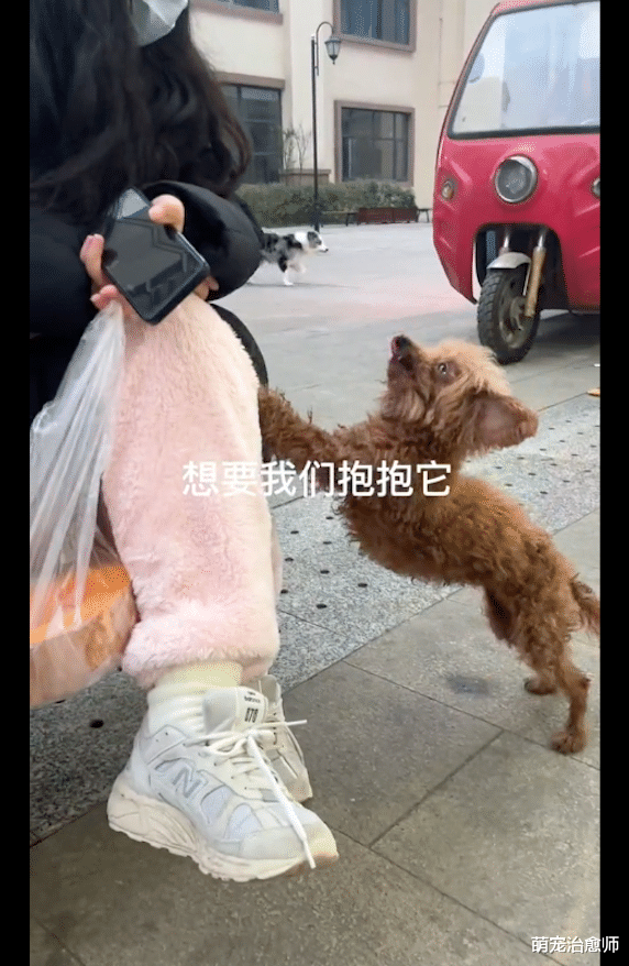 流浪狗紧跟小姐姐，拿命运做赌注终换回幸福，在凉山开启新狗生！