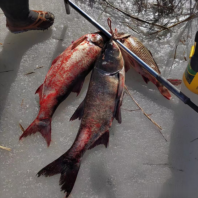 水库|钓鱼日记——2023年2月4日(沙河水库冰钓)