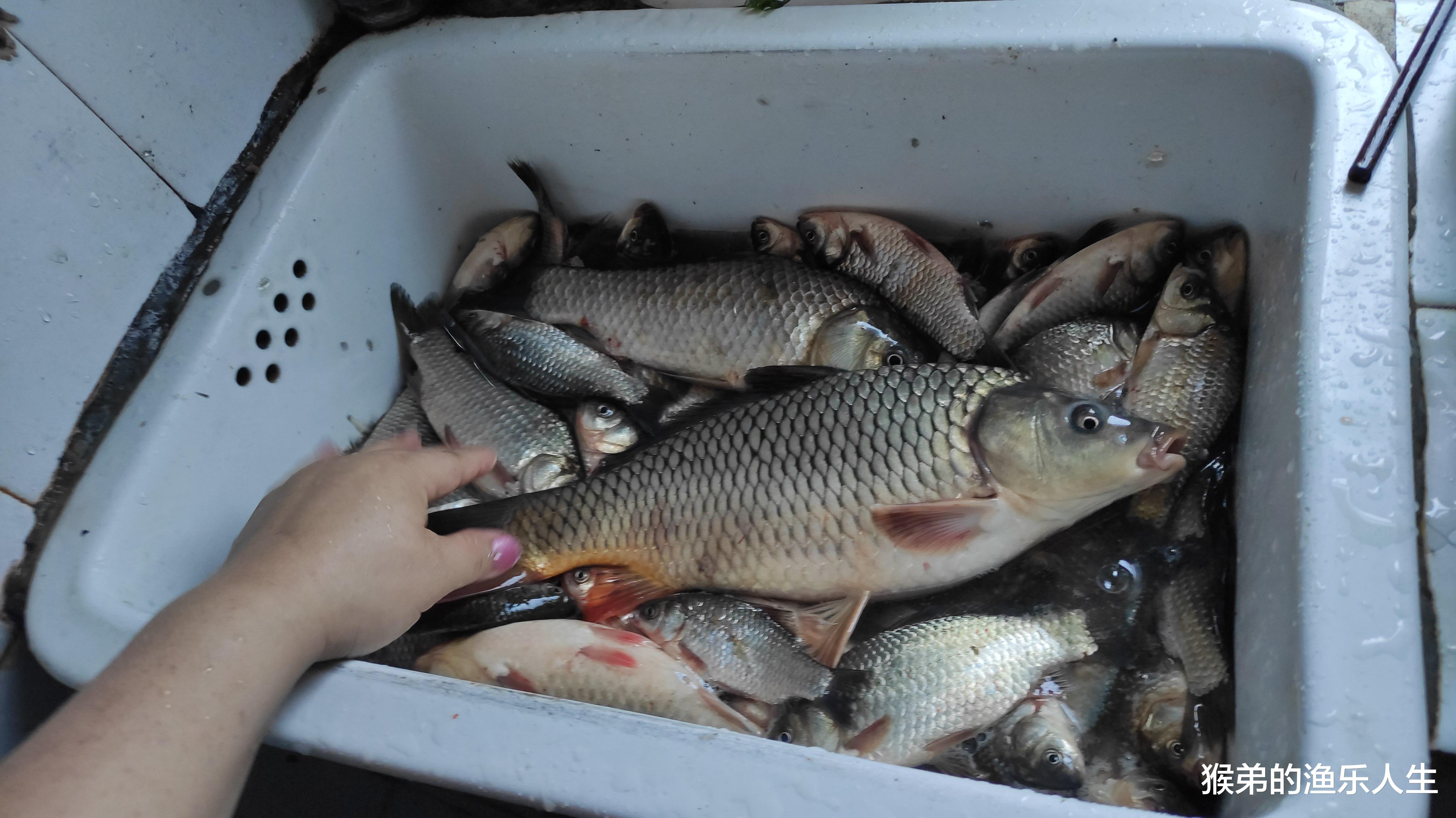 |野河中这五种地方都是“天然鱼窝”大鱼的聚集地，找到就爆连了