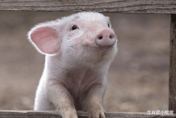 |坚持不懈努力向前，属猪人吃苦耐劳拒绝抱怨，在职场逆风而行