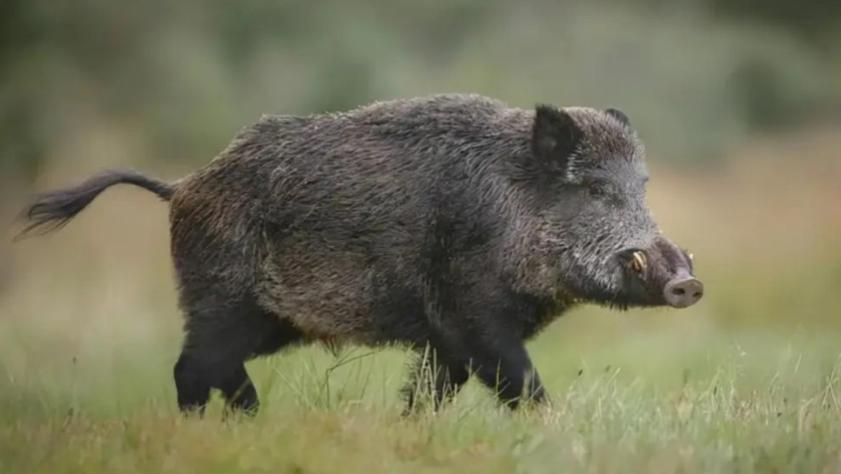 “战斗力”这么弱的猪，为何没有在进化中灭绝？
