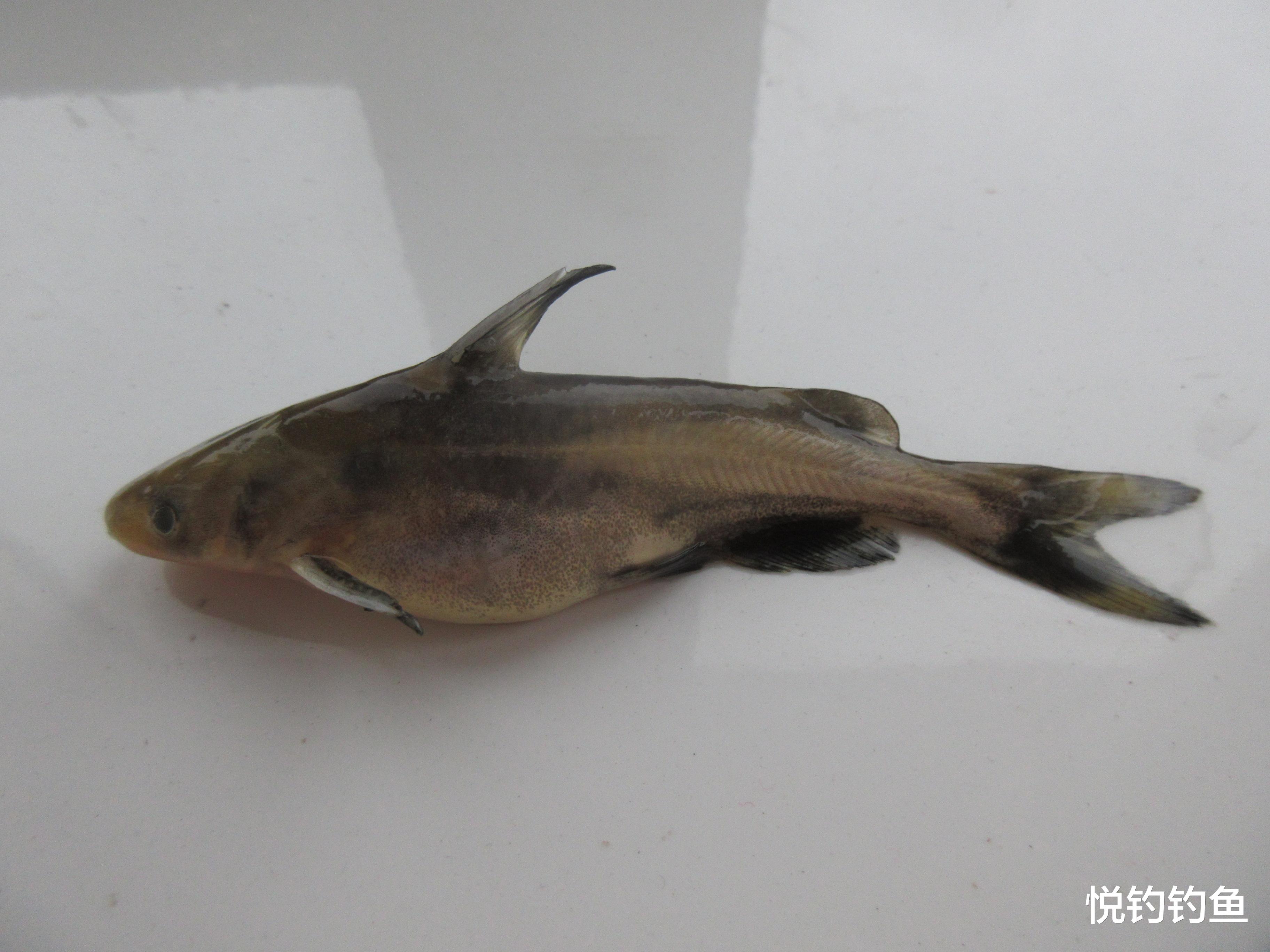 |夜钓小沟,就在我要打道回府之时,竟钓上来这么多条虎皮嘎牙子