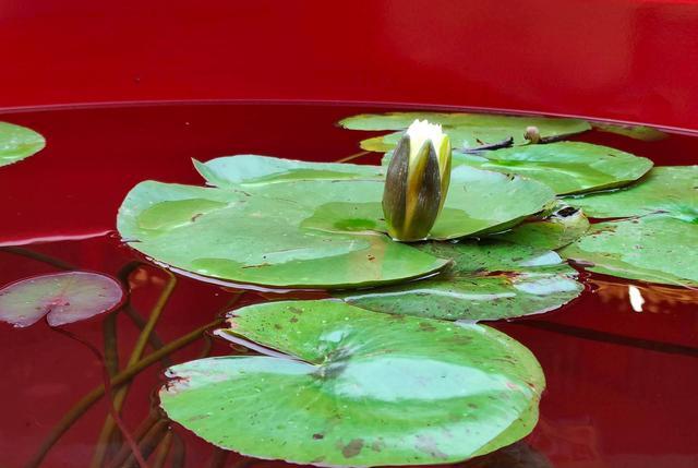 高通骁龙|降至1699元，骁龙870+65W+5000mAh，还有64MP三摄