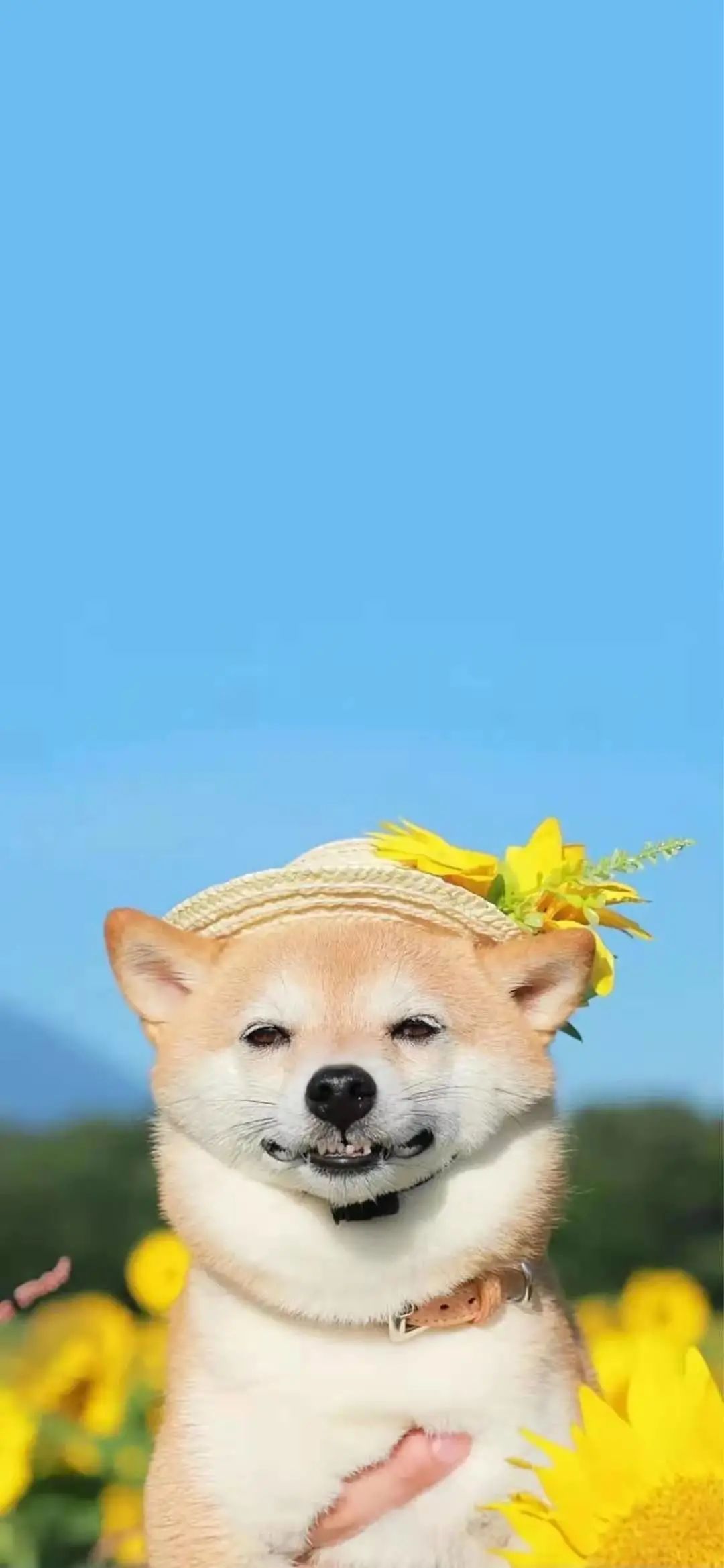 精选高清手机壁纸?