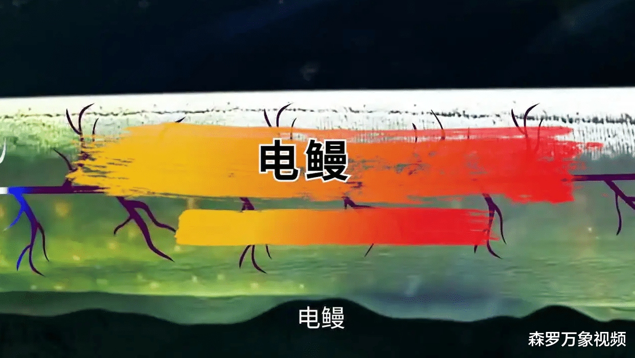 为什么地球上没有进化出会喷火的动物呢?