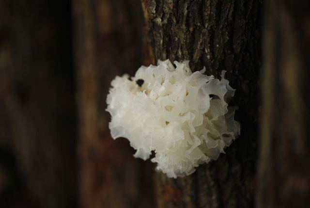 高血糖|天然的“胰岛素”发现了,每天闲时吃一点,高血糖或许会悄悄溜走