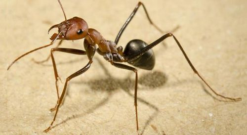 可以轻易杀死一头牛，小小蚂蚁如此恐怖，盘点世界上最毒的蚂蚁