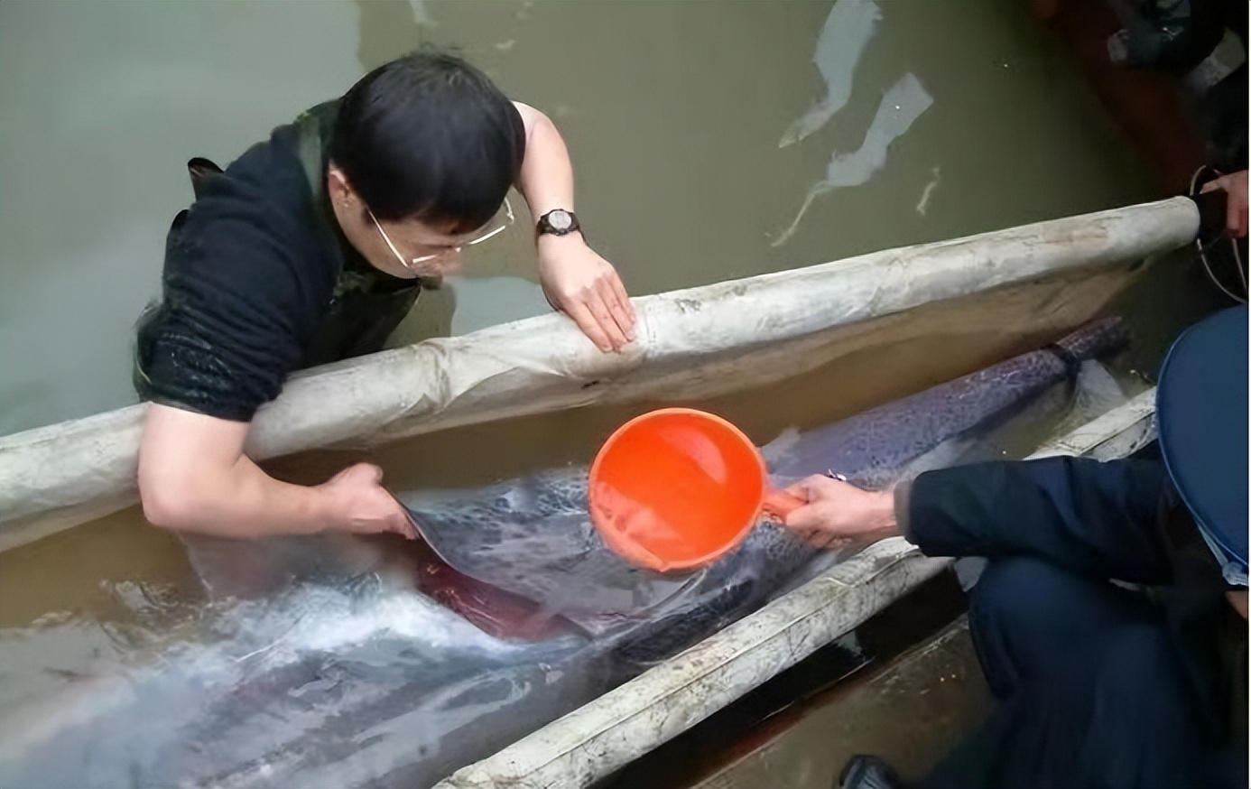长江白鲟已宣布灭绝,然而人们不知道的是,这些鱼也在濒临灭亡