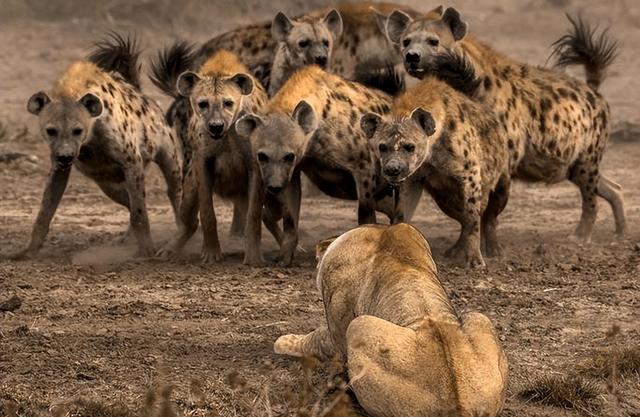 狮子都怕的鬣狗！靠掏肛术称霸非洲，实属无奈之举？