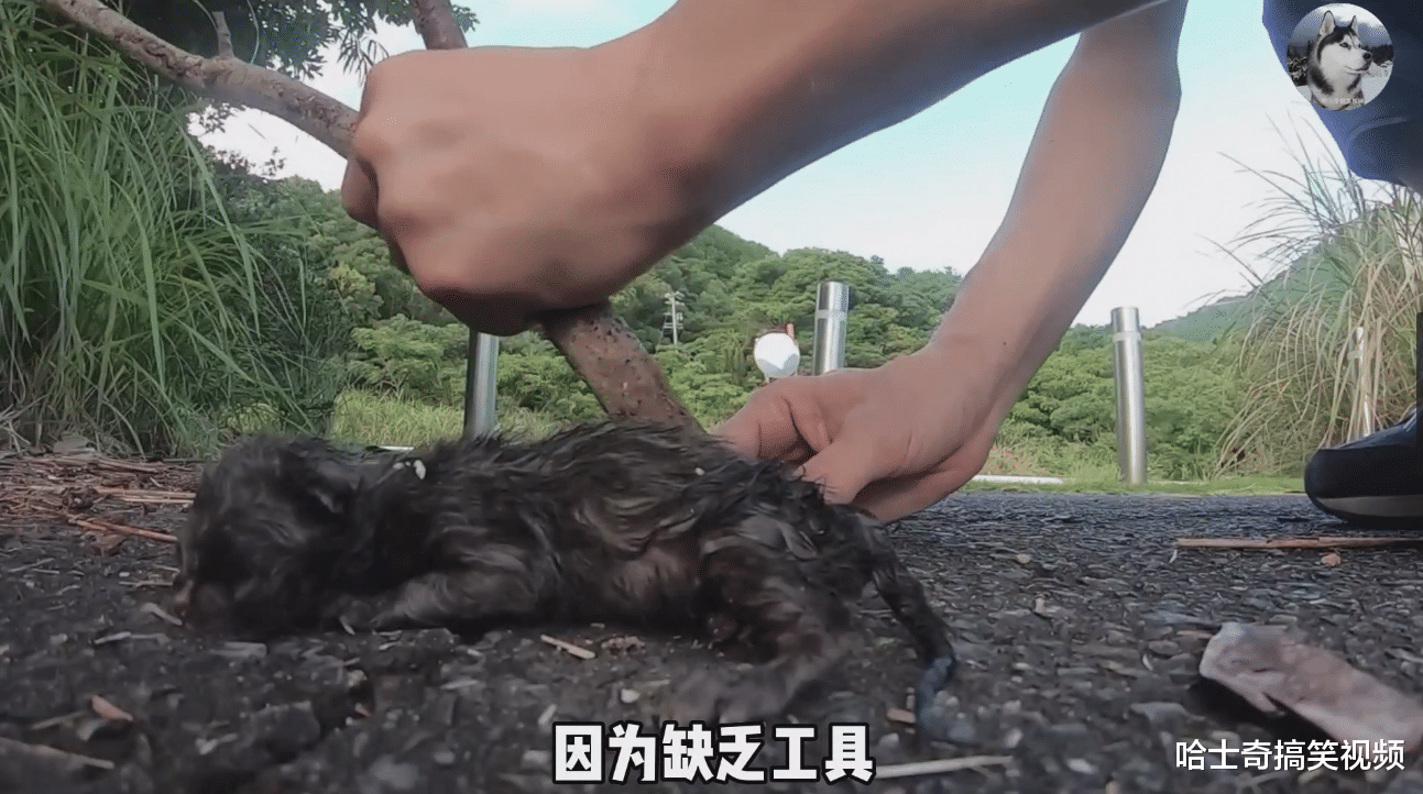 小哥遇到流浪猫带娃搬家，有孩子被拖行，结局暖心又辛酸