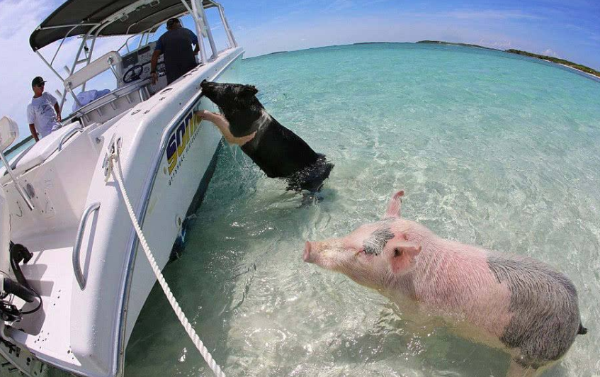 泰国|本是美轮美奂的5大景点,结果却因为人类的存在,导致美景不再