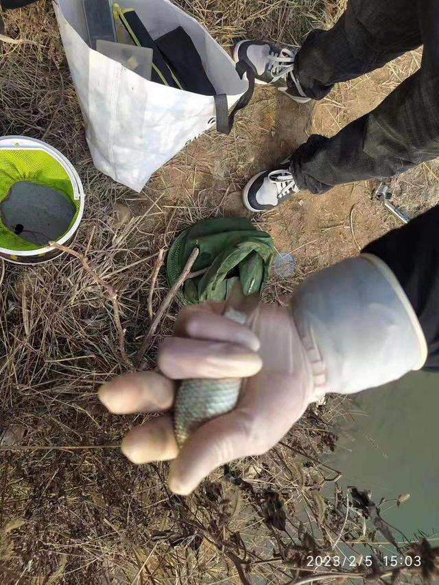 |不喜元宵人游街，只爱河边戏游鱼！