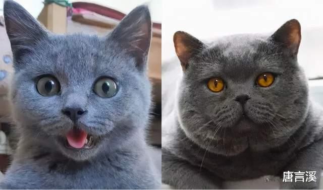 男神|男神发腮到底多可怕？看看这7位男星的“胖脸蛋”就知道了