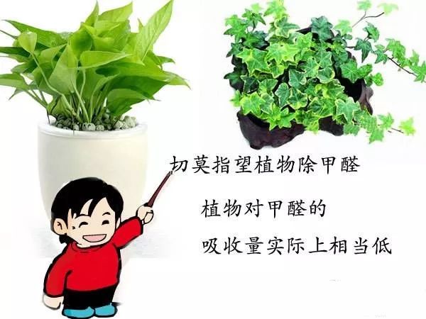 绿植除甲醛,效果怎么样?