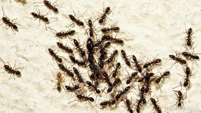 假如“蚁后”死了,剩下的蚂蚁会变得怎么样?