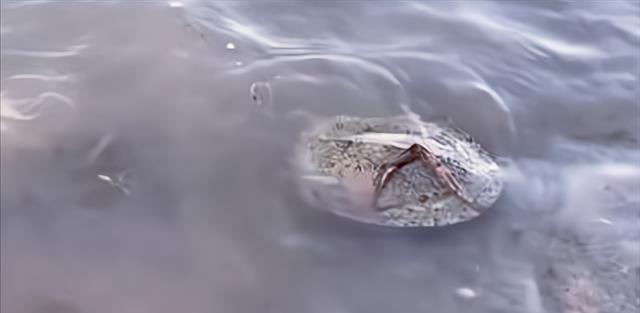 湖南|湖南一河边出现大量发臭的甲鱼，死因成谜，钓鱼人：电鱼造成的