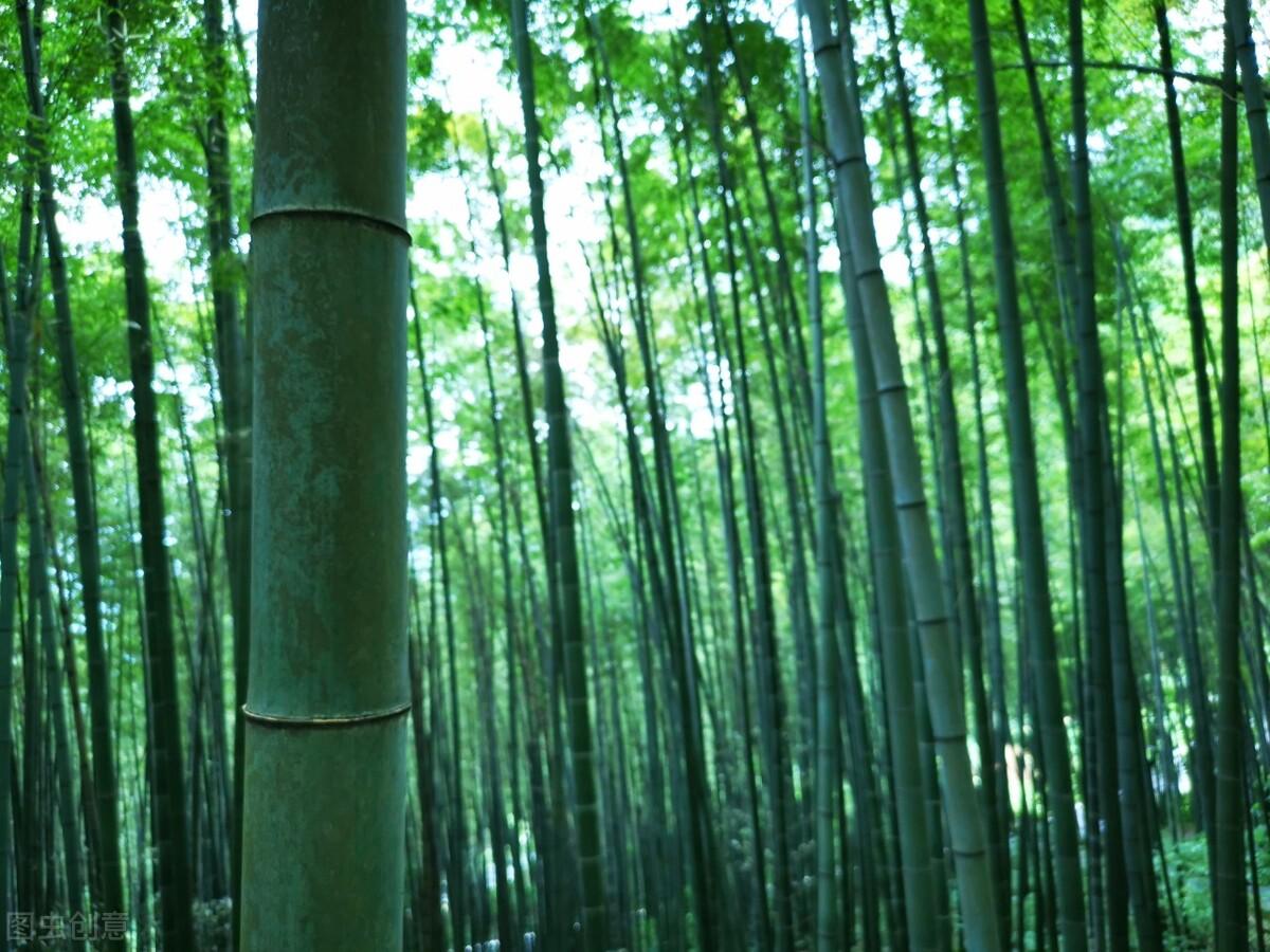 荷花|郭进拴|故乡的抱玉河