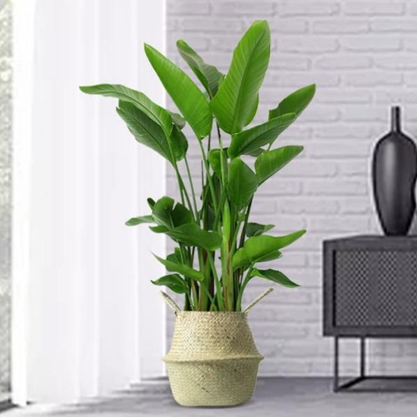 快把这3种家居好物买回家，让你的家焕然一新！的家焕然一新！