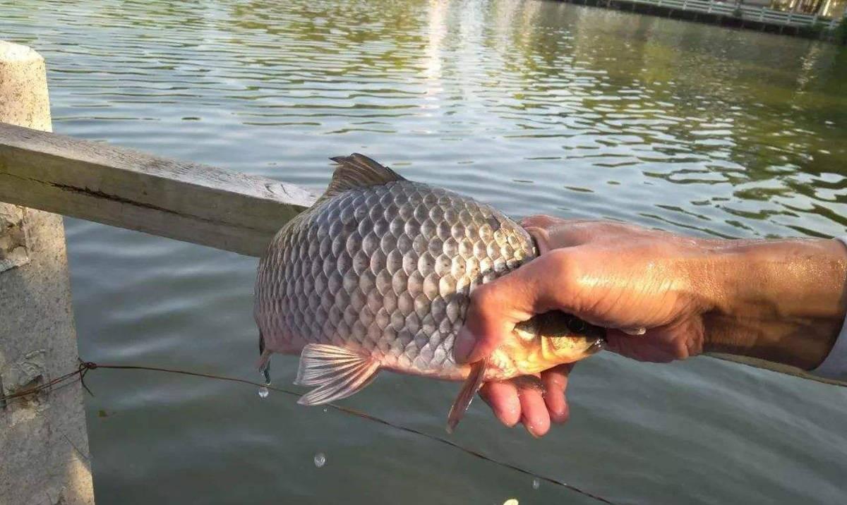 |深秋钓鱼四不宜,注意细节并规避不适用的技巧,才能提高你的渔获