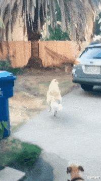 芹菜 “理发师给我吹完发型的我,和自己吹头发的我,我人傻了好吗”上当了