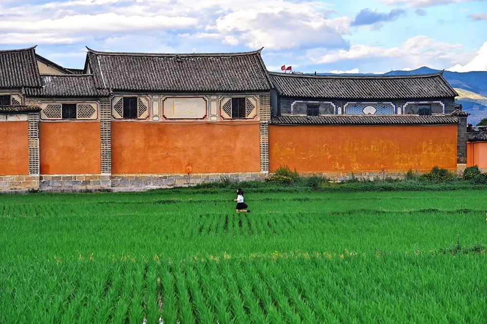 白族|稻田花海惊艳世人,白族风情浓郁,尽享洱海苍山间的慢生活