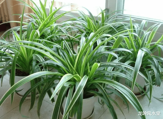 植物|龙吟师傅教你摆放植物来助你成功