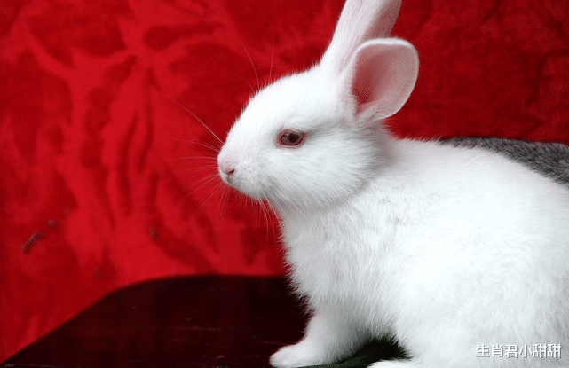 属兔|事业运一天比一天好的属兔人，今年等到时来运转，在职场闪耀光芒