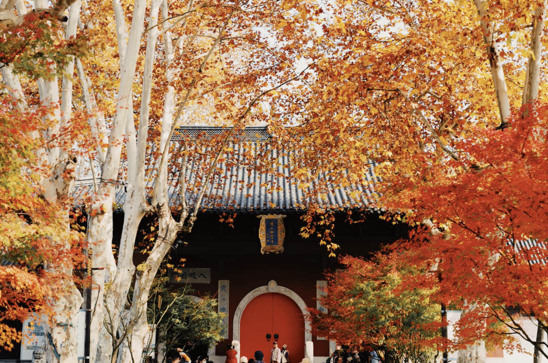 南京|一入秋，南京就美成了金陵