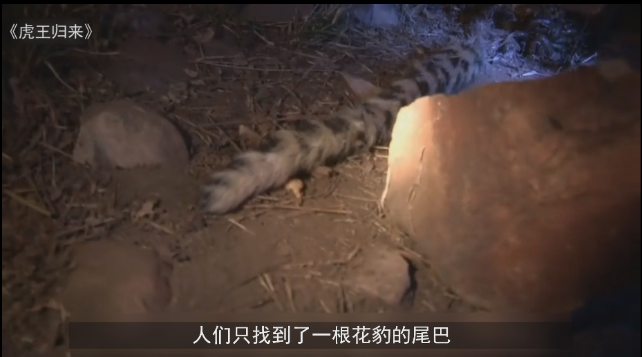 花豹偷走老虎猎物,老虎直接上门厮杀,用实力证明谁才是森林之王