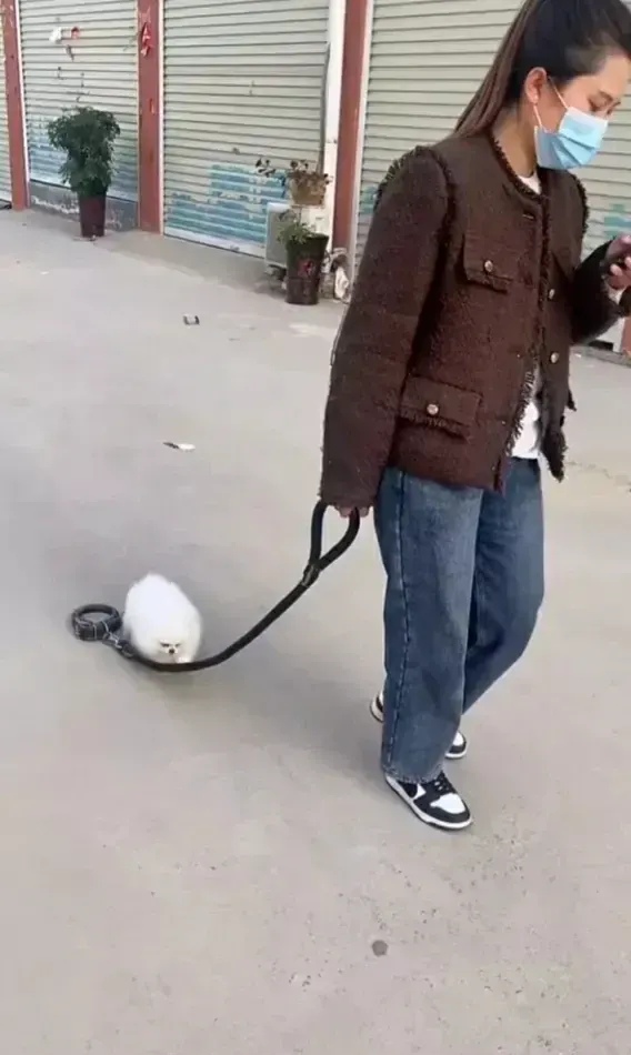 牧风芳华 女子边玩手机边遛狗，网友看到后：大姐，你这是遛绳呢