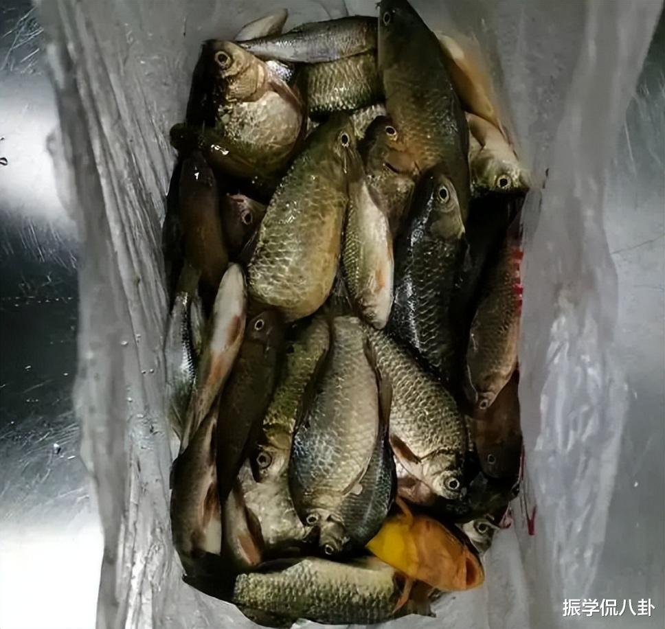 2男子“电鱼”被抓,为何屡禁不止?
