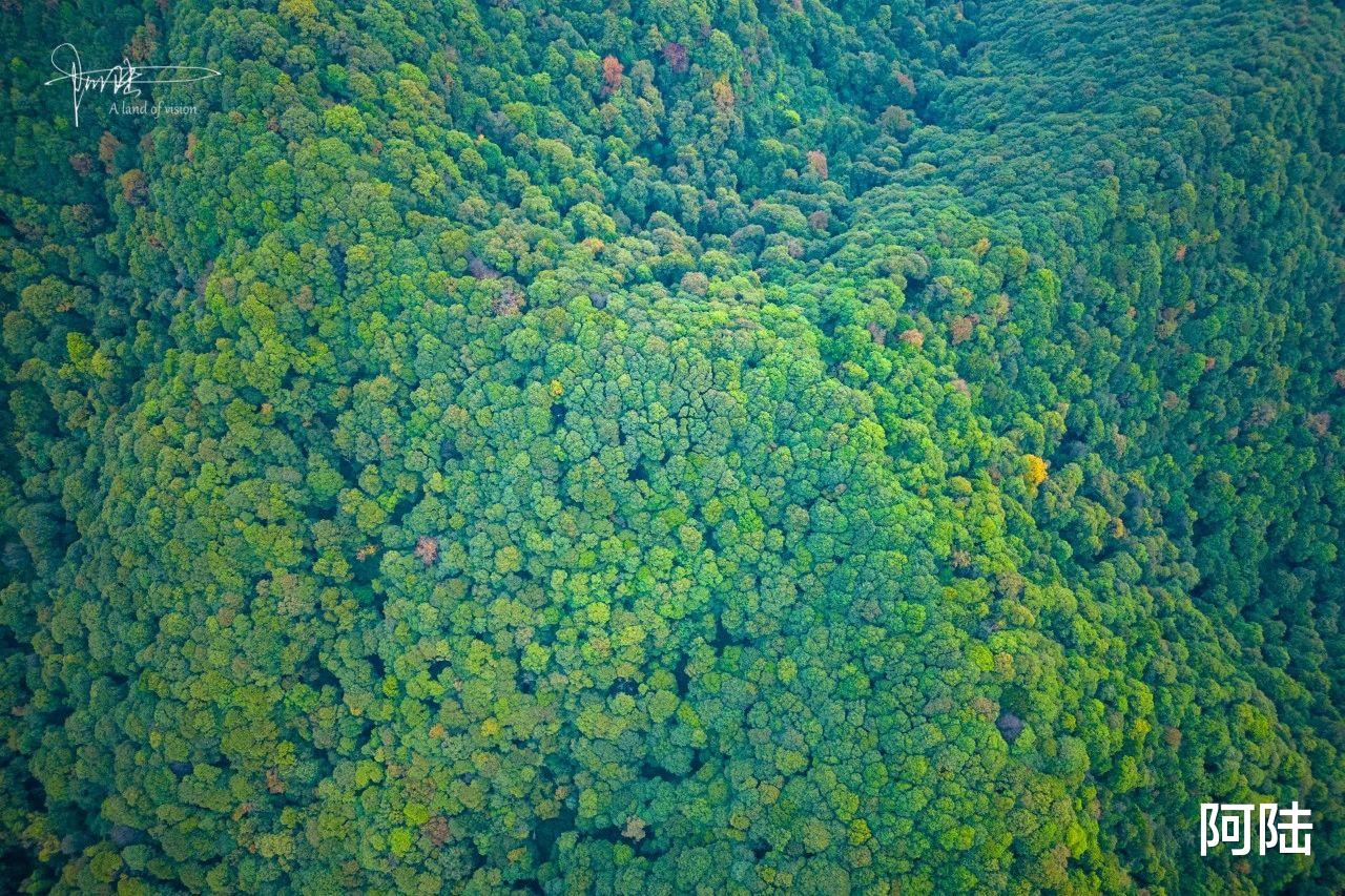 |五云山上不见云，航拍视角下全是树，传说中的真际寺难见踪迹
